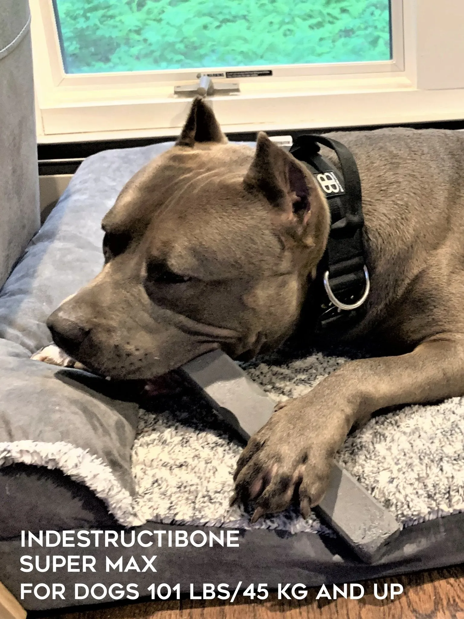 Indestructibone Professional Grade Super Max - Dogs 101 lbs.  