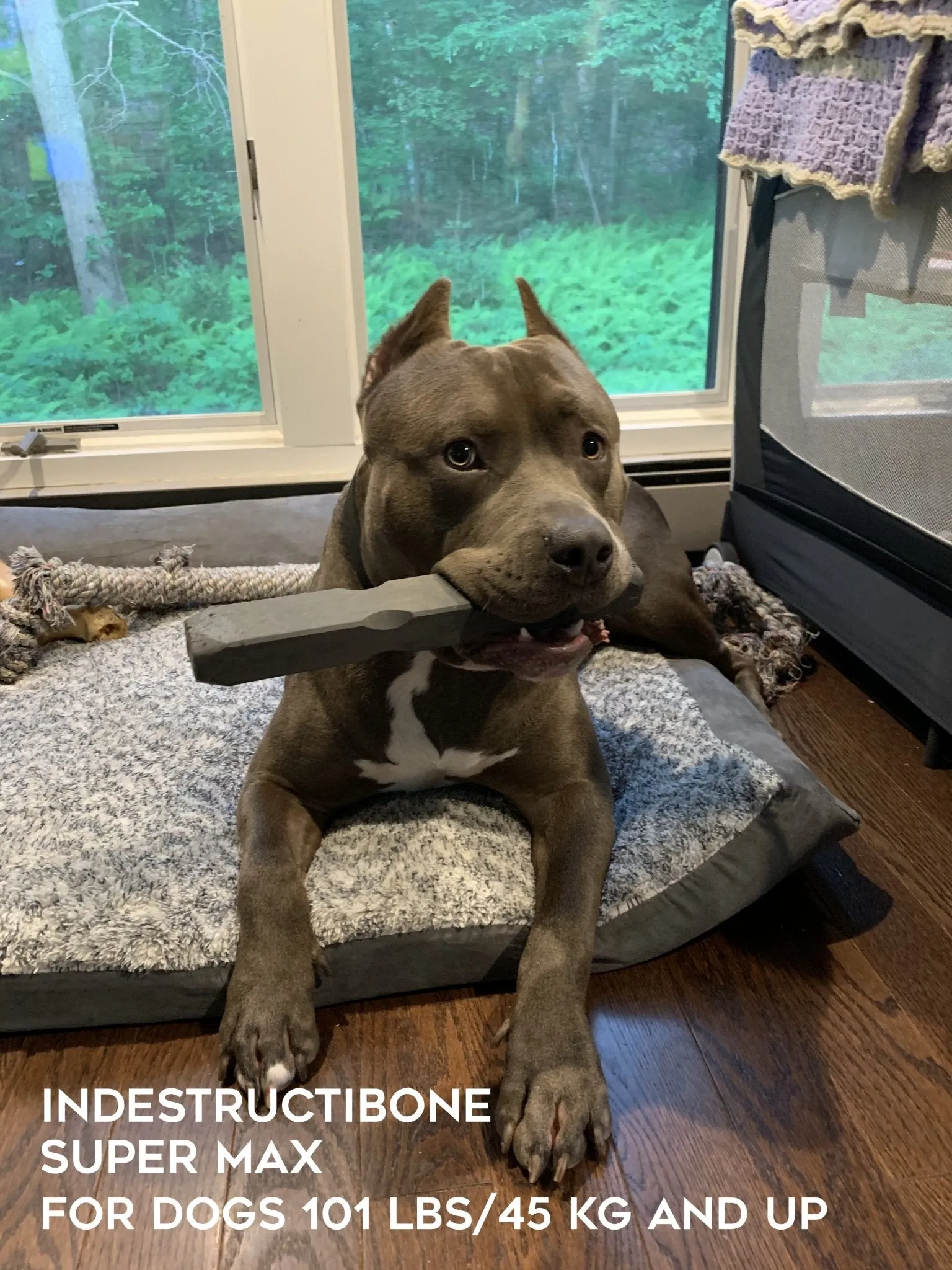 Indestructibone Professional Grade Super Max - Dogs 101 lbs.  