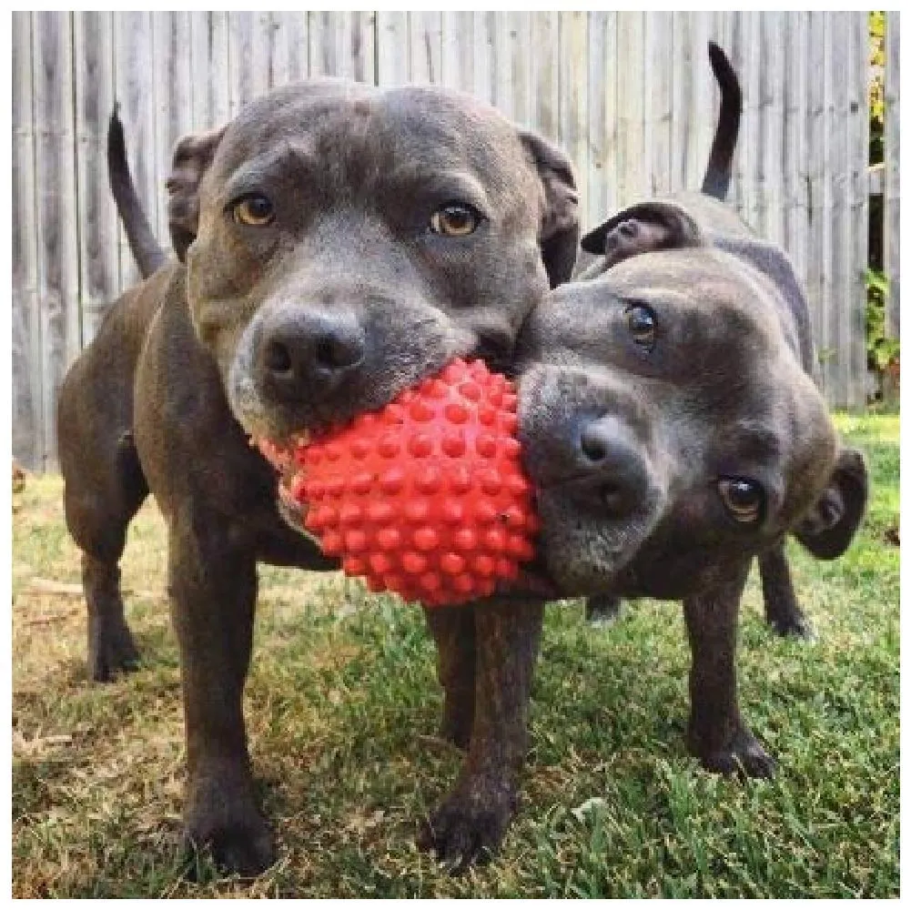 Spike Ball and Trio Ring Rubber Chew Toy