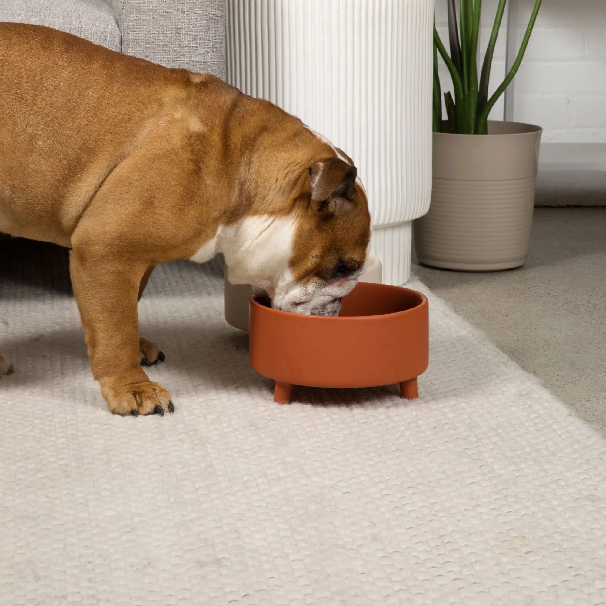 Uplift Bowl Ceramic Dog Bowl